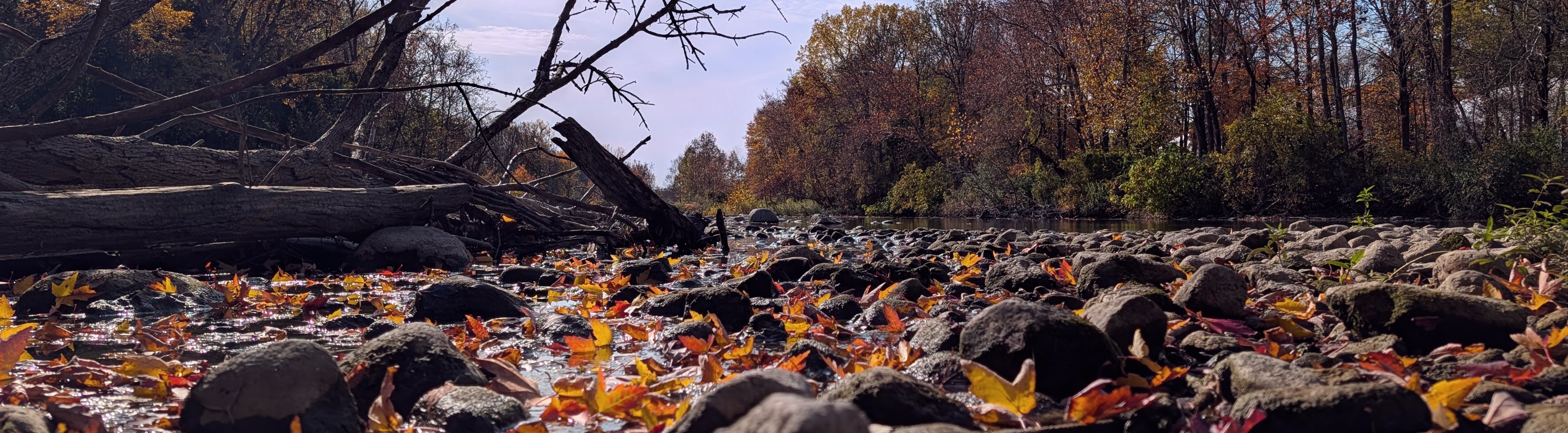 trees leaves water ecosystem